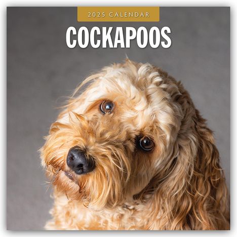 Cockapoos - Cockapoo 2025 - 16-Monatskalender, Kalender