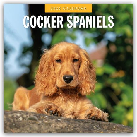 Cocker Spaniels - Cocker Spaniel 2025 - 16-Monatskalender, Kalender