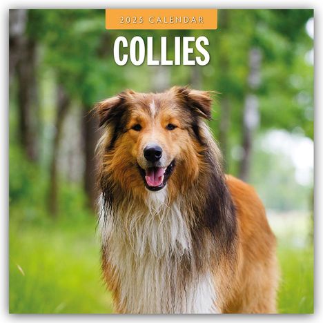 Collies - Collie 2025 - 16-Monatskalender, Kalender