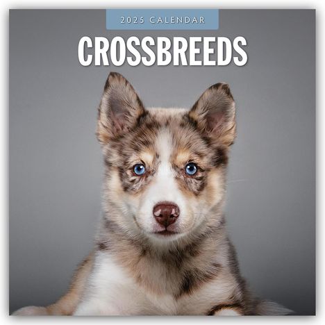 Crossbreeds - Hundemischlinge - Mischlingshunde 2025 - 16-Monatskalender, Kalender