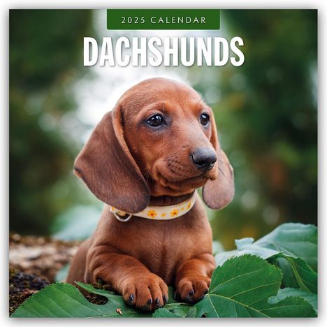 Dachshunds - Dackel - Dachshunde 2025 - 16-Monatskalender, Kalender