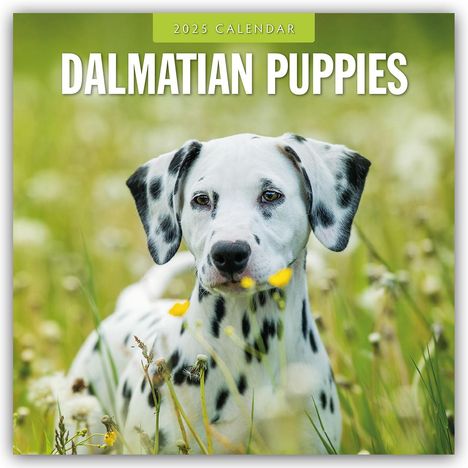 Dalmatian Puppies - Dalmatiner Welpen 2025 - 16-Monatskalender, Kalender