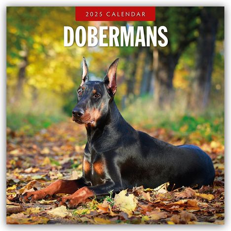 Dobermans - Dobermann 2025 - 16-Monatskalender, Kalender