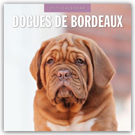 Dogues de Bordeaux - Bordeauxdoggen - Bordeaux Doggen 2025 - 16-Monatskalender, Kalender