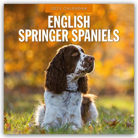 English Springer Spaniels - Englisch Springer Spaniels 2025 - 16-Monatskalender, Kalender