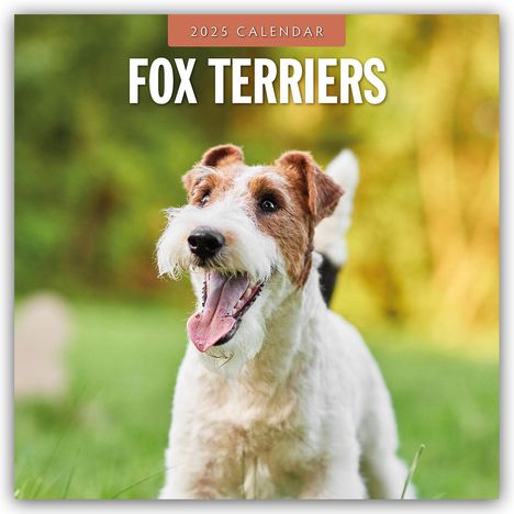 Fox Terriers - Foxterrier 2025 - 16-Monatskalender, Kalender