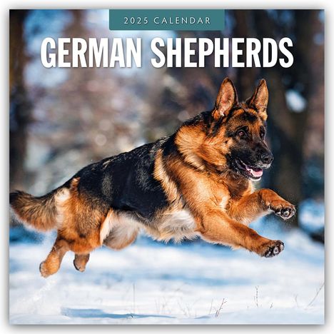 German Shepherds - Deutscher Schäferhund 2025 - 16-Monatskalender, Kalender