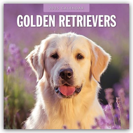 Golden Retrievers - Golden Retriever 2025 - 16-Monatskalender, Kalender