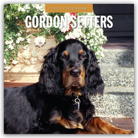 Gordon Setters - Gordon Setter 2025 - 16-Monatskalender, Kalender