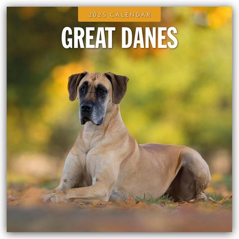 Great Danes - Deutsche Dogge 2025 - 16-Monatskalender, Kalender
