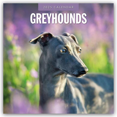 Greyhound - Windhund 2025 - 16-Monatskalender, Kalender