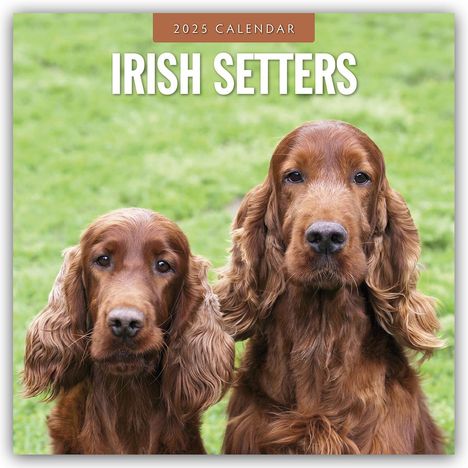 Irish Setters - Irischer Setter 2025 - 16-Monatskalender, Kalender