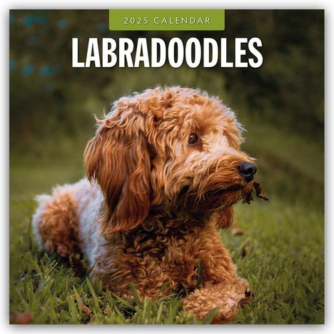 Labradoodles - Labradoodle 2025 - 16-Monatskalender, Kalender