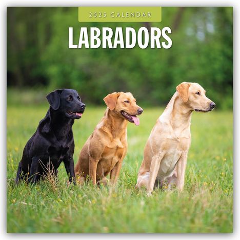 Labradors - Labradore - Labrador Retriever 2025 - 16-Monatskalender, Kalender