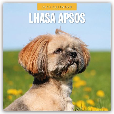 Lhasa Apsos - Lhasa Apso 2025 - 16-Monatskalender, Kalender