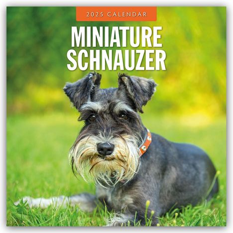 Miniature Schnauzer - Zwergschnauzer 2025 - 16-Monatskalender, Kalender