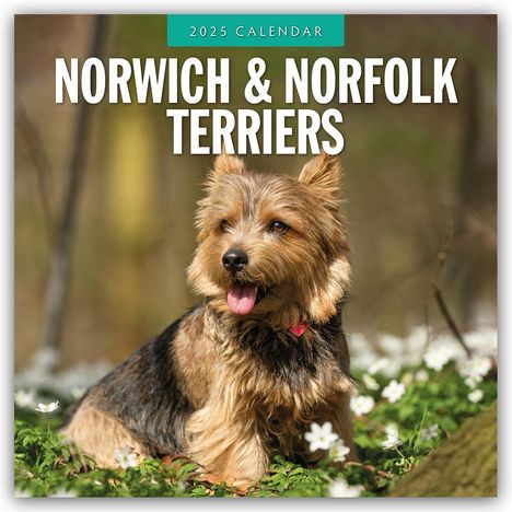 Norwich Terrier und Norfolk Terrier 2025 - 16-Monatskalender, Kalender