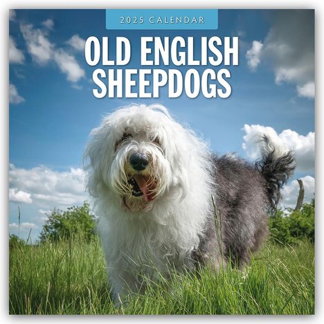 Old English Sheepdogs - Bobtail 2025 - 16-Monatskalender, Kalender