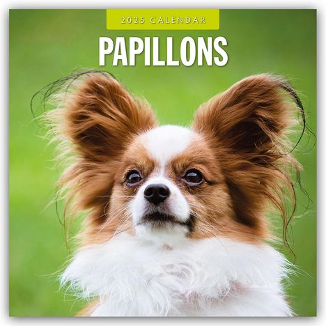 Papillons - Schmetterlingshund - Zwergspaniel 2025 - 16-Monatskalender, Kalender