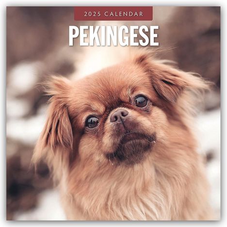 Pekingese - Pekinese - Peking Palasthund 2025 - 16-Monatskalender, Kalender