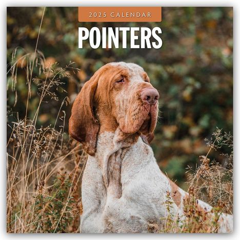 Pointers - Vorstehhund - Pointer 2025 - 16-Monatskalender, Kalender