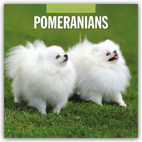 Robin Red: Pomeranians - Zwergspitz - Pomeranian Zwergspitz 2025 - 16-Monatskalender, Kalender