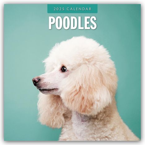 Poodles - Pudel 2025 - 16-Monatskalender, Kalender