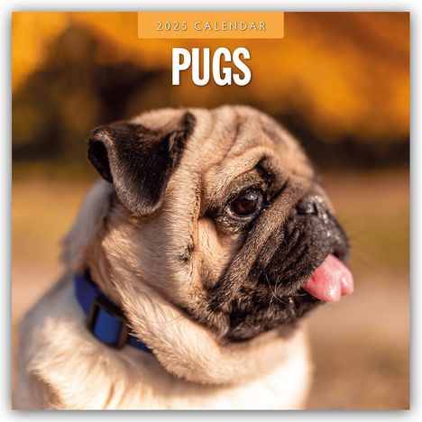 Pugs - Mops 2025 - 16-Monatskalender, Kalender