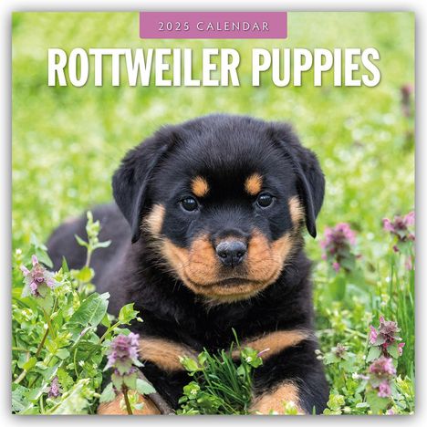 Robin Red: Rottweiler Puppies - Rottweiler Welpen 2025 - 16-Monatskalender, Kalender