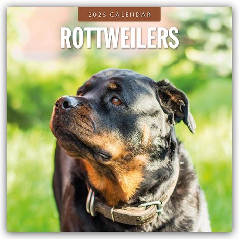 Rottweilers - Rottweiler 2025 - 16-Monatskalender, Kalender