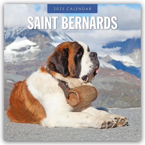 Saint Bernards - Bernhardiner 2025 - 16-Monatskalender, Kalender