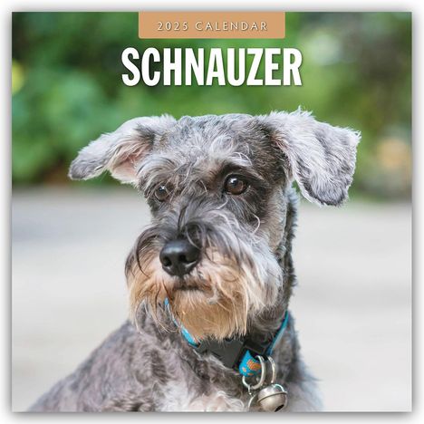 Schnauzer 2025 - 16-Monatskalender, Kalender