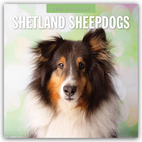 Shetland Sheepdogs - Sheltie 2025 - 16-Monatskalender, Kalender