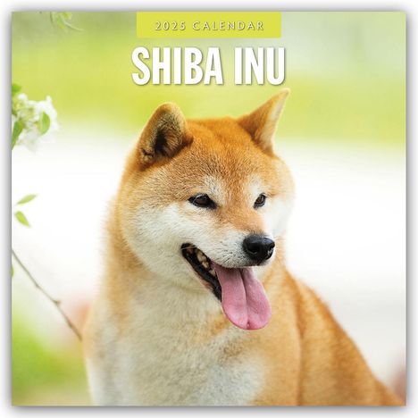 Shiba Inu 2025 - 16-Monatskalender, Kalender