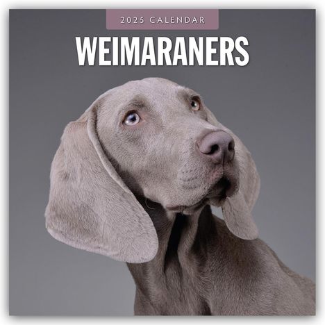 Weimaraners - Weimaraner 2025 - 16-Monatskalender, Kalender