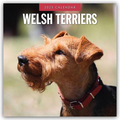 Welsh Terriers - Welsh Terrier 2025 - 16-Monatskalender, Kalender