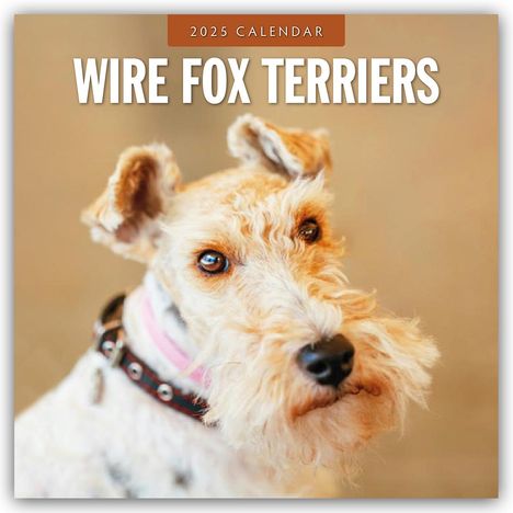 Wire Fox Terriers - Drahthaar Foxterrier 2025 - 16-Monatskalender, Kalender