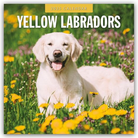 Yellow Labrador Retrievers - Gelber Labrador Retriever 2025 - 16-Monatskalender, Kalender