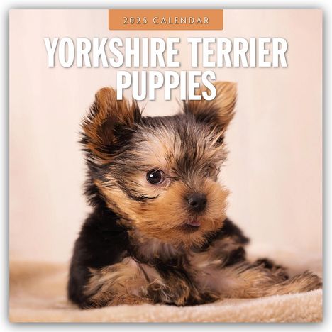 Yorkshire Terrier Puppies - Yorkshire Terrier Hundewelpen 2025 - 16-Monatskalender, Kalender