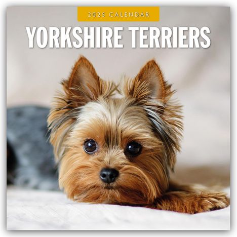 Yorkshire Terriers - Yorkshire Terrier 2025 - 16-Monatskalender, Kalender