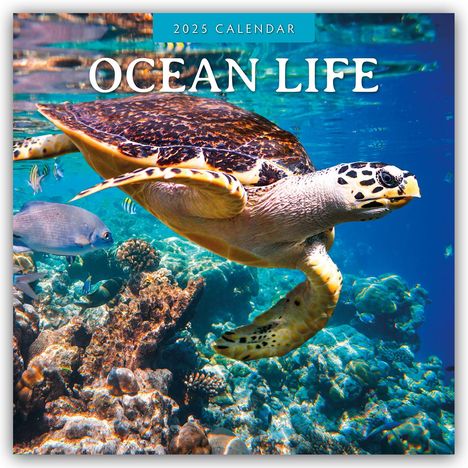 Ocean Life - Leben im Ozean 2025 - 16-Monatskalender, Kalender