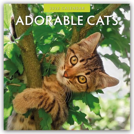 Robin Red: Adorable Cats - Liebenswerte Katzen 2026 - 16-Monatskalender, Kalender