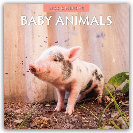 Robin Red: Baby Animals - Tierkinder - Tierbabys 2026 - 16-Monatskalender, Kalender