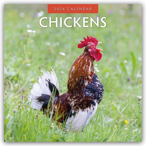 Robin Red: Chickens - Hühner 2026 - 16-Monatskalender, Kalender