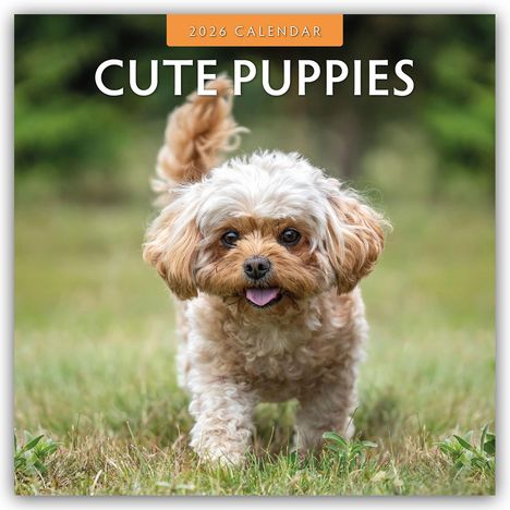 Robin Red: Cute Puppies - Niedliche Hundewelpen 2026 - 16-Monatskalender, Kalender