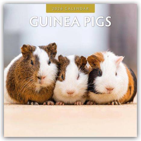 Robin Red: Guinea Pigs - Meerschweinchen 2026 - 16-Monatskalender, Kalender