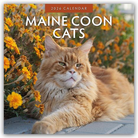Robin Red: Maine Coon Cats - Maine Coon Katzen 2026 - 16-Monatskalender, Kalender