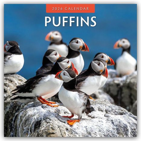 Robin Red: Puffins - Papageitaucher 2026 - 16-Monatskalender, Kalender