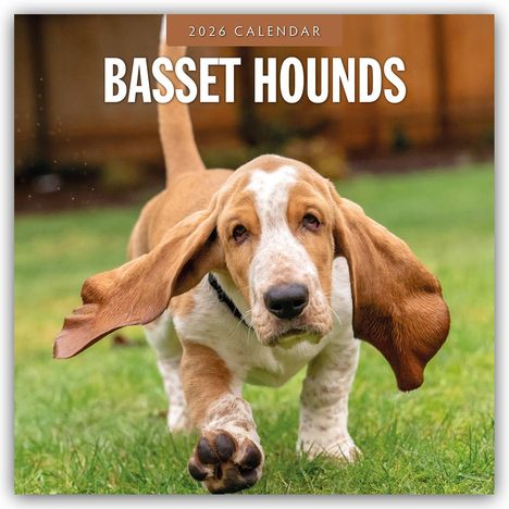 Robin Red: Basset Hounds - Basset Hound 2026 - 16-Monatskalender, Kalender