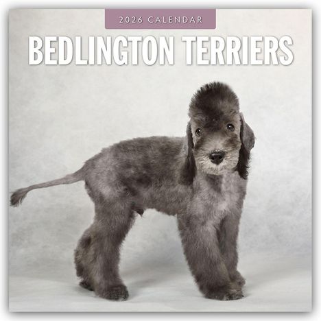 Robin Red: Bedlington Terrier - Bedlington Terriers 2026 - 16-Monatskalender, Kalender